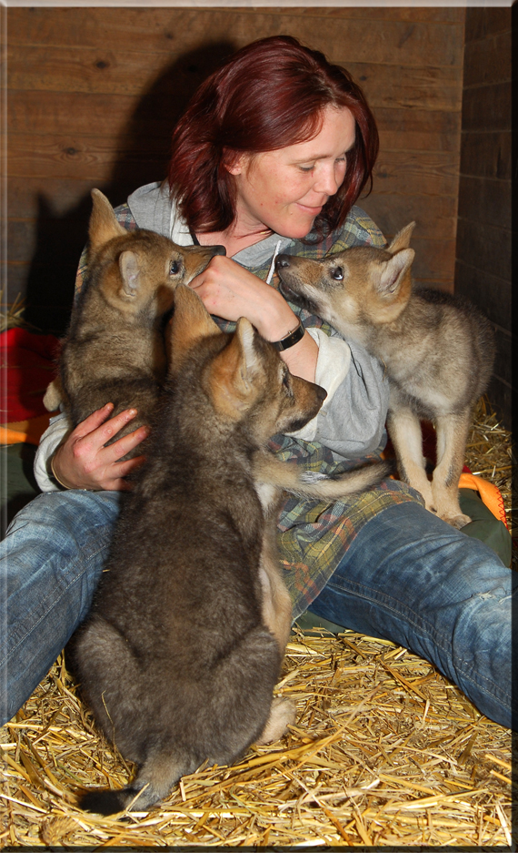 Tatjana mit schwedischen Wölfen